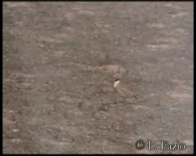 Least Seedsnipe - ML201279871