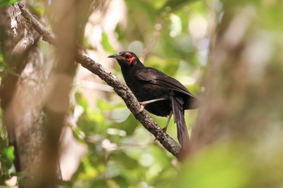 Crow Honeyeater - Tommy Pedersen