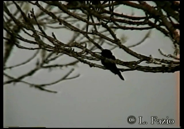 kolibřík královský - ML201279971