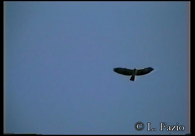 White Hawk (Black-tailed) - ML201279991