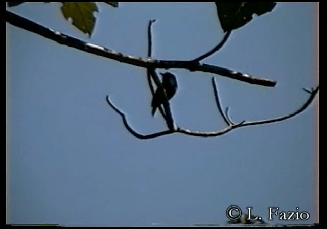 Yellow-billed Nunbird - ML201280001