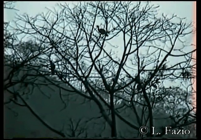 White-winged Guan - ML201280011