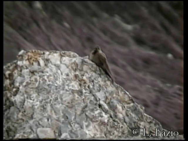 olivennålkolibri - ML201280141