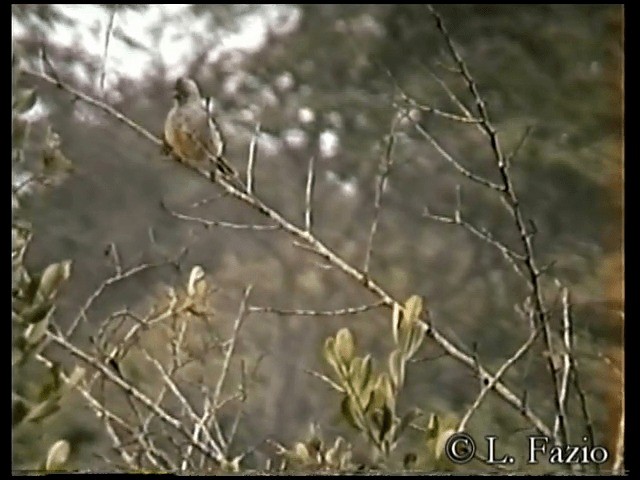 Peruvian Plantcutter - ML201280151