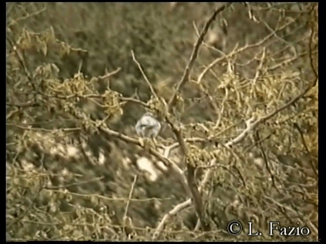 Cinereous Finch - ML201280201