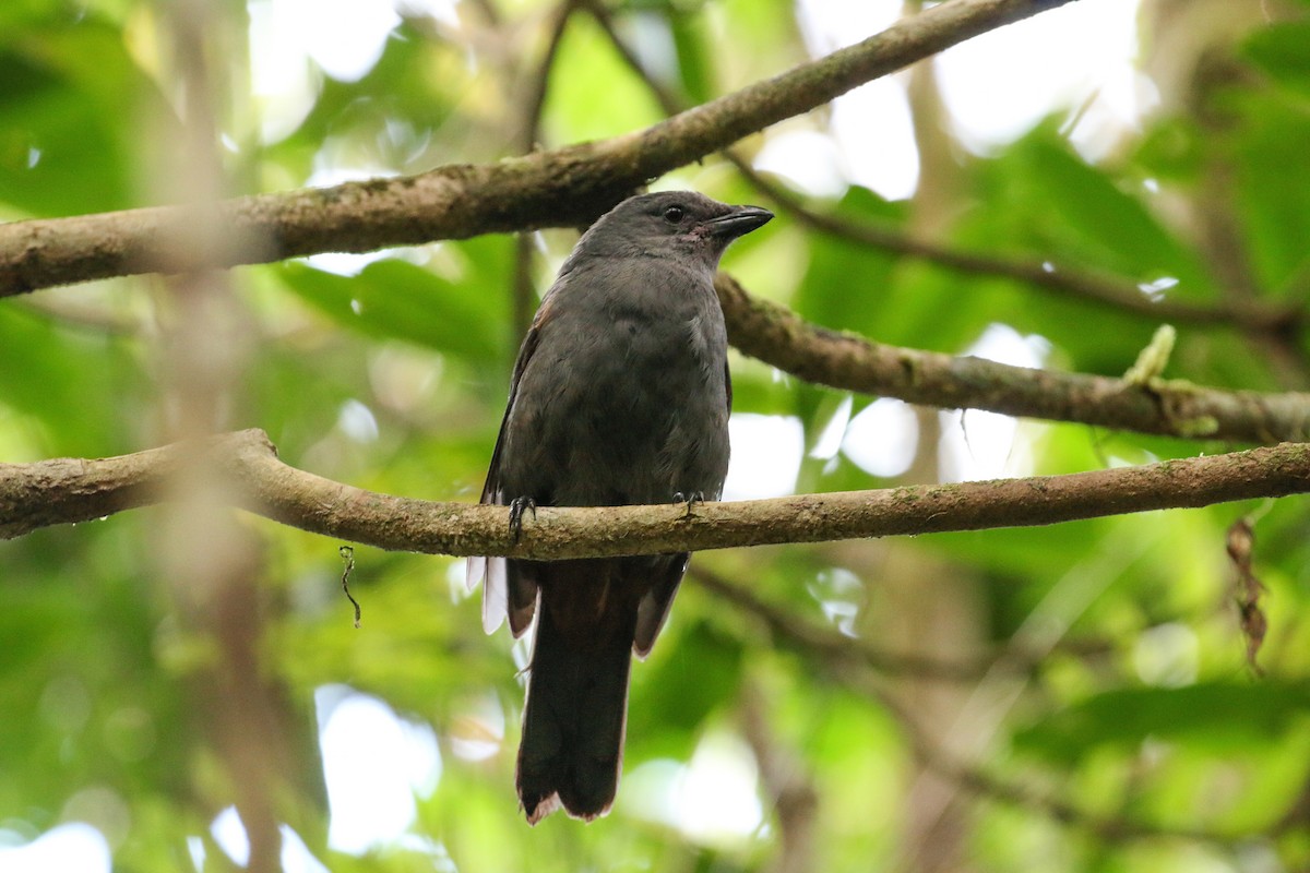 New Caledonian Cuckooshrike - ML20128021