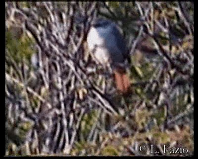 Fournier de Bolivie - ML201280251