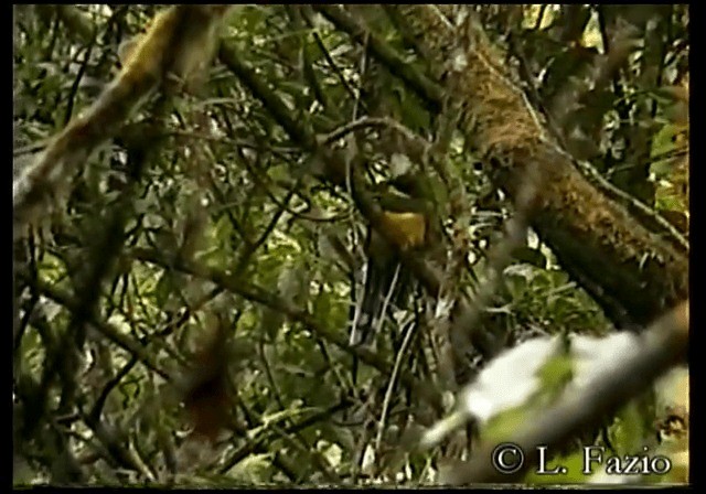 Javan Trogon - ML201280271