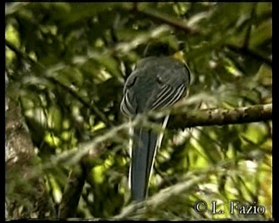 Javan Trogon - ML201280281