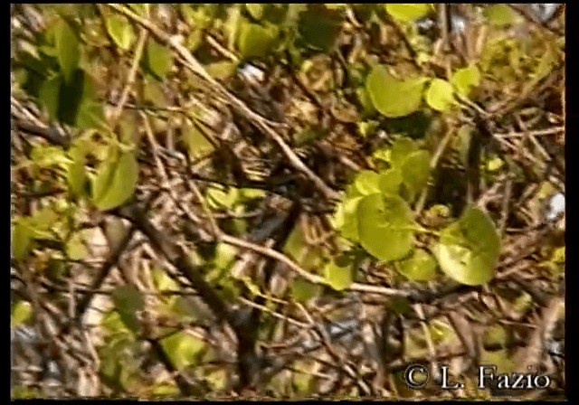 Golden-bellied Gerygone - ML201280331