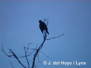 Cuban Crow - ML201280551