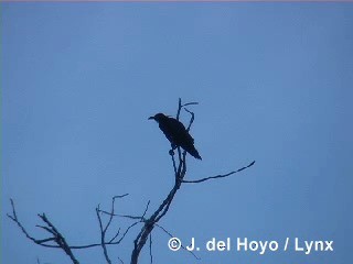 Cuban Crow - ML201280561