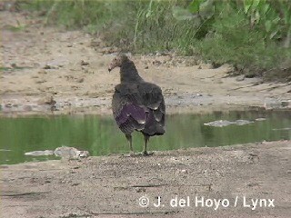Turkey Vulture (Northern) - ML201280631