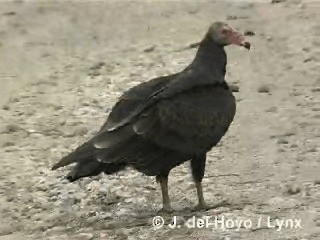 Turkey Vulture (Northern) - ML201280641