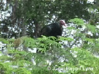 Turkey Vulture (Northern) - ML201280651