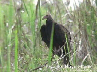 Turkey Vulture (Northern) - ML201280661