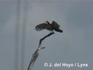 Turkey Vulture (Northern) - ML201280681