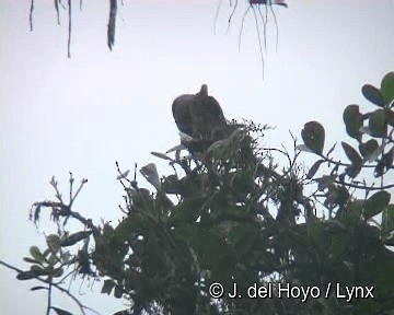 Dusky Pigeon - ML201280751