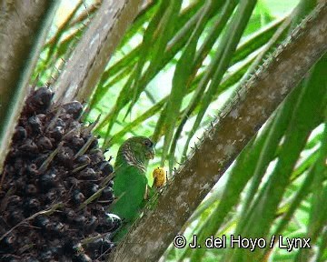 Maroon-tailed Parakeet (Choco) - ML201280761