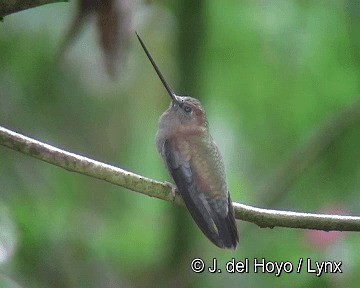 Green-fronted Lancebill - ML201280791