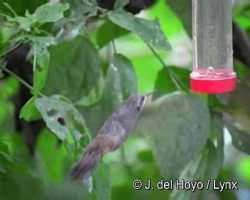 kolibřík fialovouchý - ML201280801