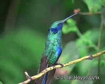 Glanz-Veilchenohrkolibri - ML201280811