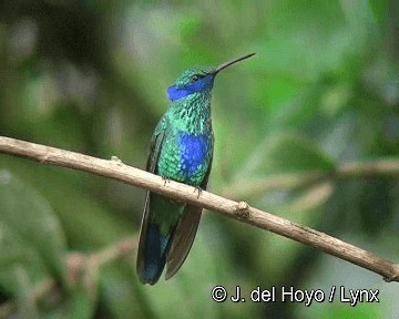 kolibřík modrolící - ML201280821