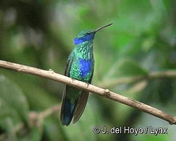 Colibri d'Anaïs - ML201280821