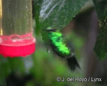 Western Emerald - ML201280841