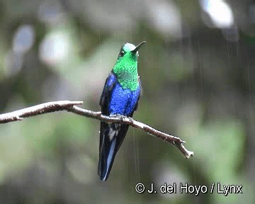 Crowned Woodnymph (Green-crowned) - ML201280851