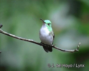 Andean Emerald - ML201280871
