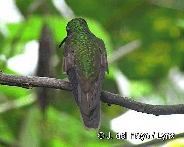 Fawn-breasted Brilliant - ML201280891