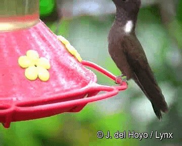 Braunkolibri - ML201280941