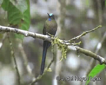 Violet-tailed Sylph - ML201281021