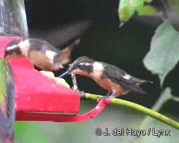 Purple-throated Woodstar - ML201281051