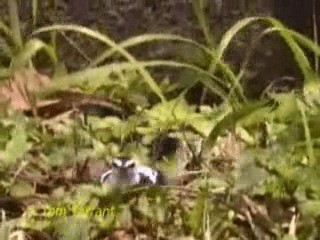 Pied Triller - ML201281071