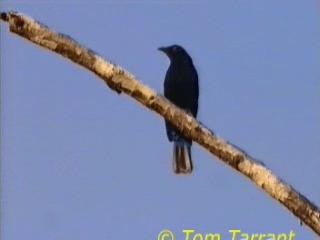 Asian Fairy-bluebird - ML201281081