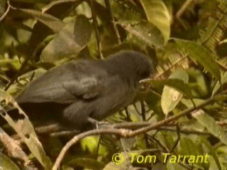 Green-billed Malkoha - ML201281241