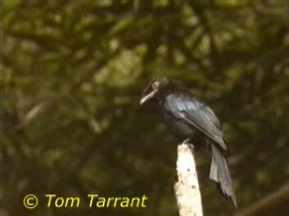 Bronzed Drongo - ML201281271