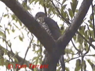 Crested Goshawk - ML201281291