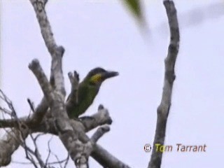 Gold-whiskered Barbet (Gold-whiskered) - ML201281311