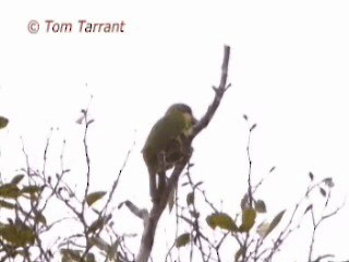 barbet zlatovousý (ssp. chrysopogon/laetus) - ML201281321