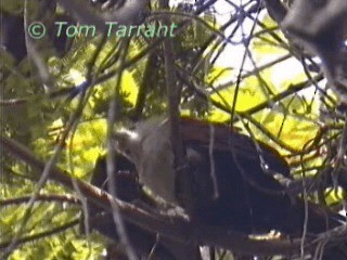 Raffleskuckuck - ML201281381