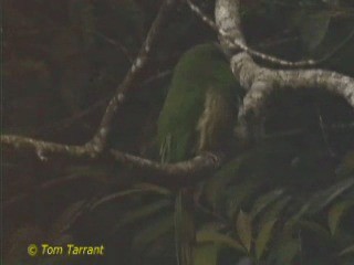 Blue-bearded Bee-eater - ML201281391