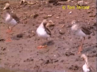 Terek Sandpiper - ML201281431