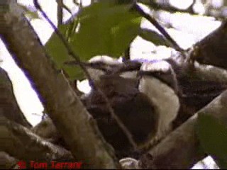 Gray-crowned Babbler - ML201281541