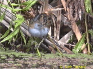 Baillon's Crake (Australasian) - ML201281561
