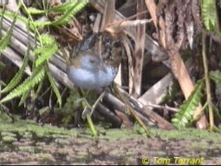 Baillon's Crake (Australasian) - ML201281561