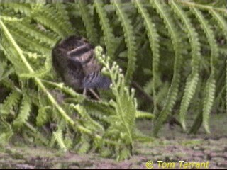 Zwergsumpfhuhn [palustris-Gruppe] - ML201281571