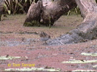 ヒメクイナ（palustris グループ） - ML201281581